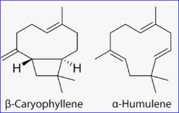 Cannabis Terpenes Exhibit Anti-Cancer Effects in Preclinical Trial