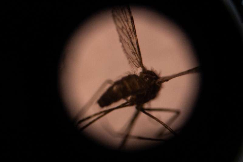 Invasive malaria mosquito spreading in Africa, researchers warn