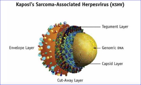 Cleveland Clinic researchers uncover how virus causes cancer, point to potential treatment