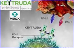 Pembrolizumab (Keytruda) Biosimilar Antibody Pipeline Review