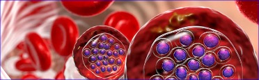 FDA Approves Cobas Malaria the first molecular test to Help Reduce Risks Infections From Transfused Blood Products