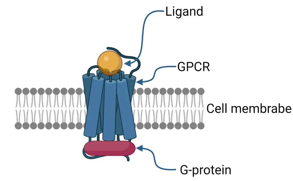 GPCR