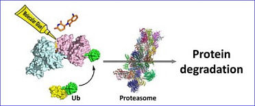 NEOsphere Biotechnologies partners with Kymera Therapeutics for Novel Molecular Glue Target Discovery